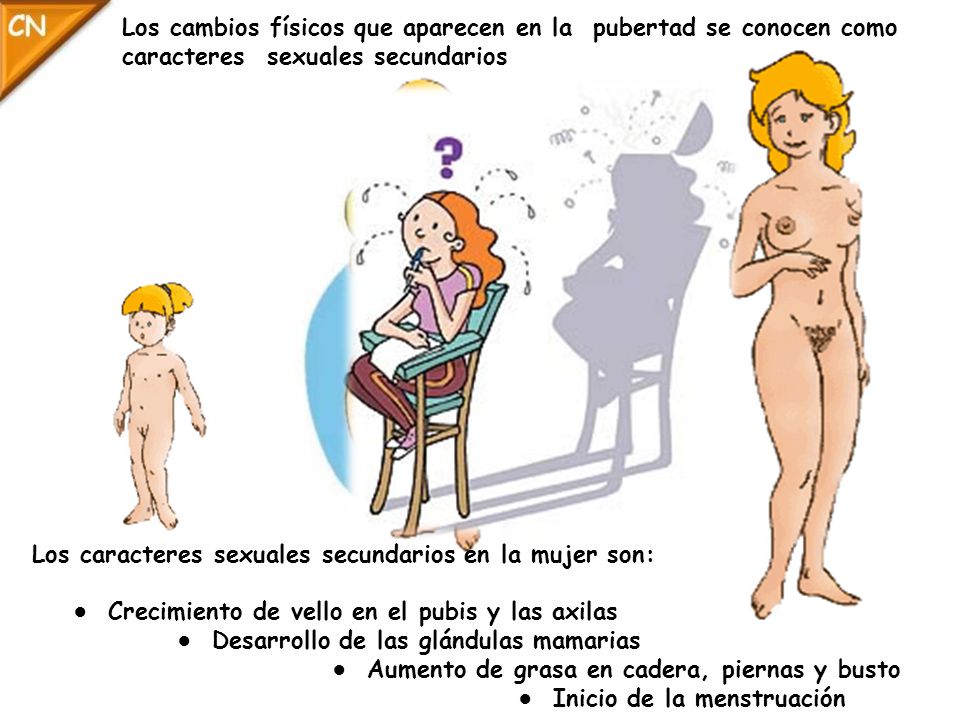 El pecho femenino las pequeñas dimensiones